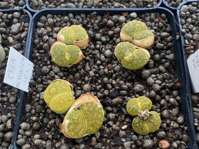 Lithops lesliei 'Albinica'