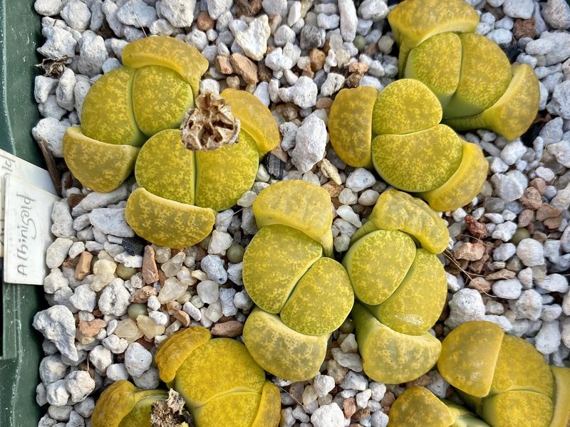 Lithops lesliei 'Storm's Albinigold'
