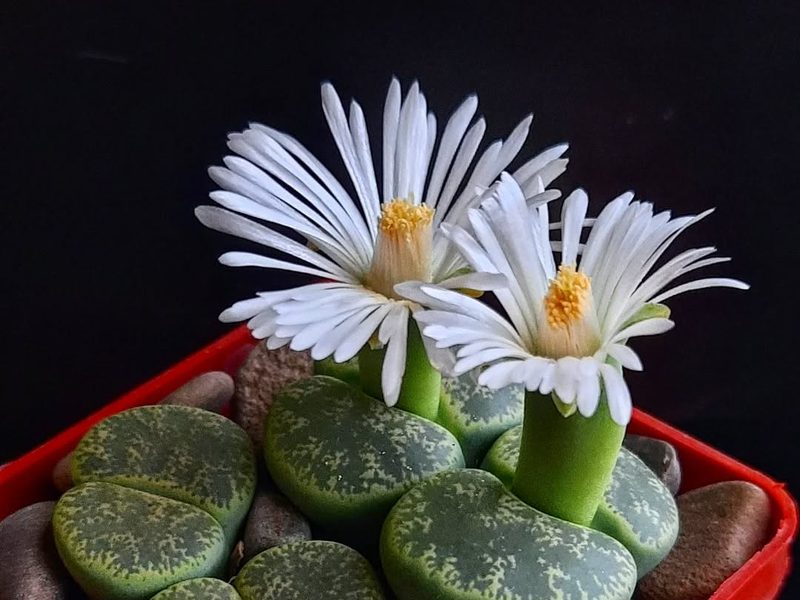 Lithops lesliei
