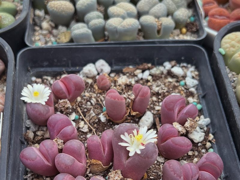 Lithops optica 'Rubra'