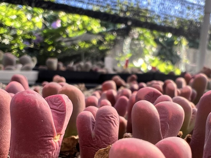 Lithops optica