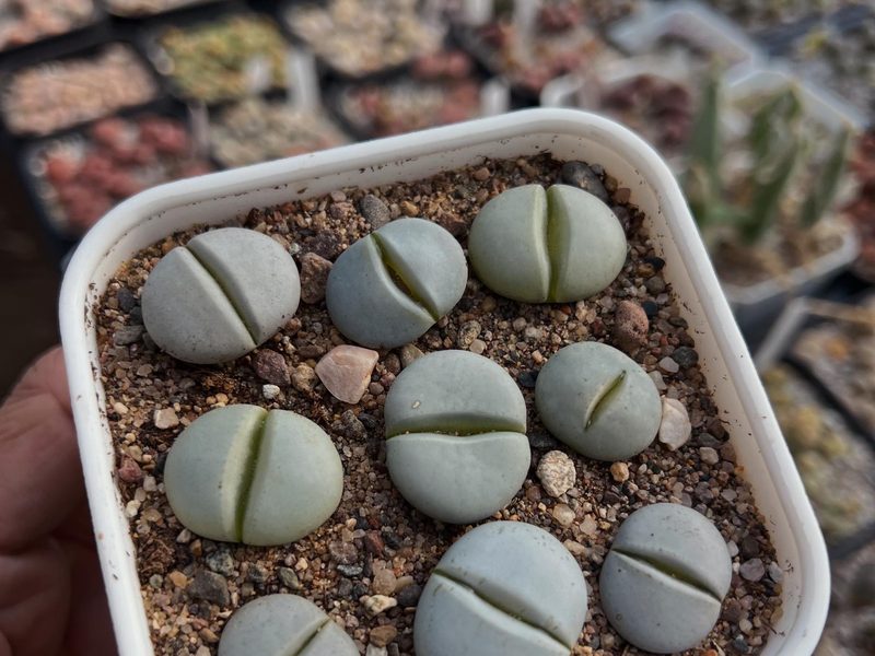 Lithops pseudotruncatella