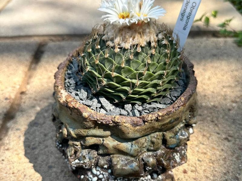 Obregonia denegrii