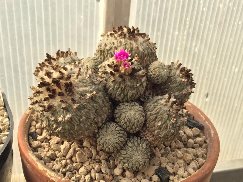 Pelecyphora aselliformis