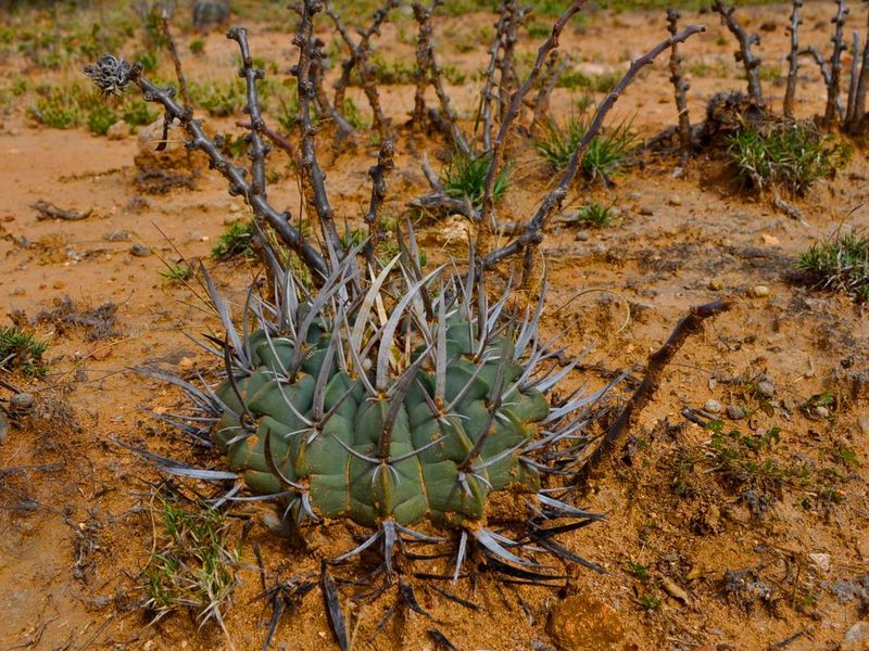 Stenocactus coptonogonus