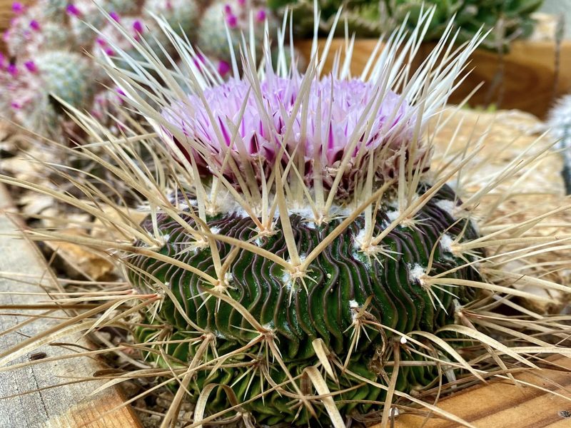 Stenocactus crispatus