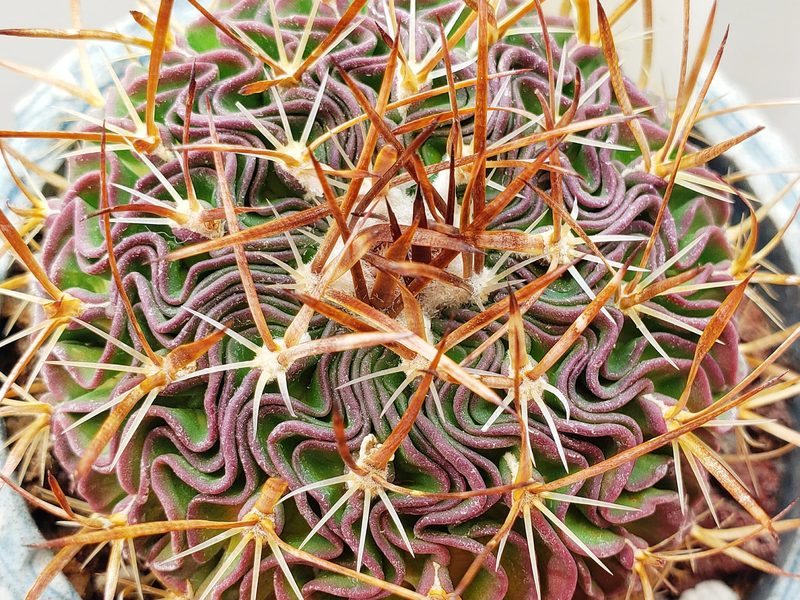 Stenocactus multicostatus