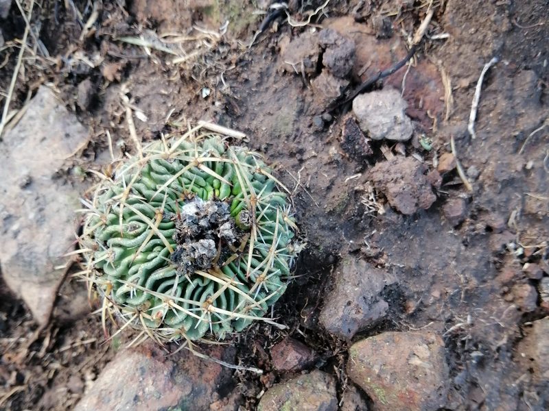 Stenocactus phyllacanthus