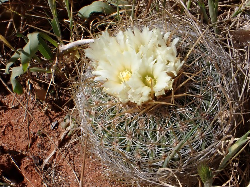 Stenocactus vaupelianus