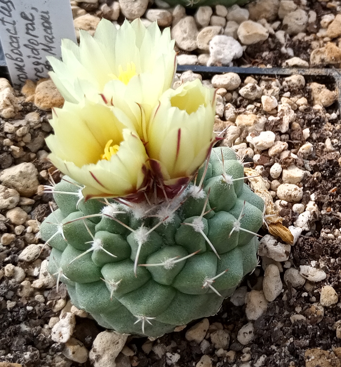 Strombocactus corregidorae yellow flower Strombocactus corregidorae in flower showing a 3.5 to 4 cm uniformly yellow open flower at the apex of the globose plant, the entirely yellow perianth segments distinguishing it from the smaller pale-yellow magenta-tinged flowers of S. disciformis.