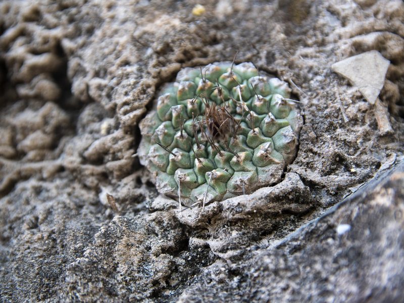 Strombocactus corregidorae
