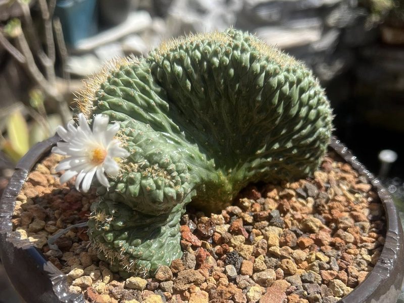 Strombocactus disciformis