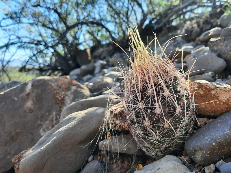 Thelocactus bicolor