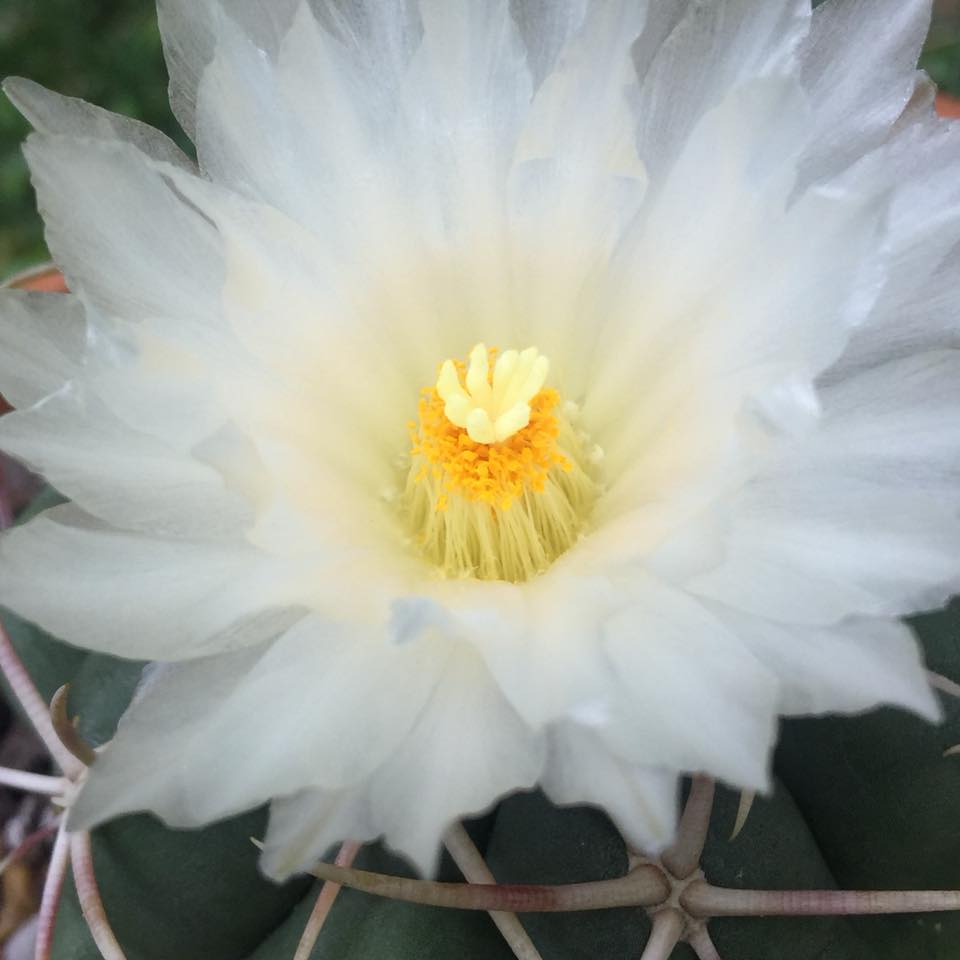 Thelocactus hexaedrophorus white to pale pink flower Thelocactus hexaedrophorus open flower from the plant apex, showing the funnel-shaped white to pale pink tepals with the yellow staminal boss at centre and pinkish stigma lobes; 5 to 10 cm wide, ephemeral, appearing from late spring through early summer.