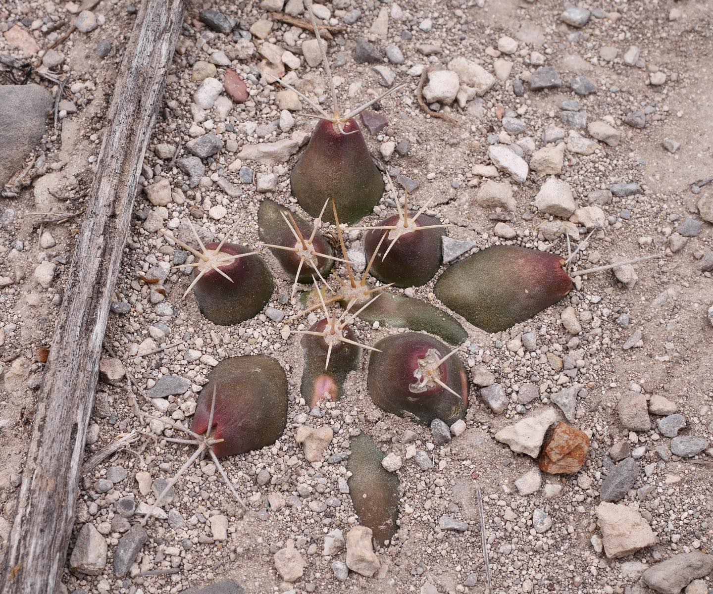 Thelocactus hexaedrophorus mature specimen Mature Thelocactus hexaedrophorus specimen showing the characteristic flattened blue-grey body with near-hexagonal tubercles and sparse ochre-to-reddish spines; wider than tall, with the waxy glaucous bloom on the epidermis visible.