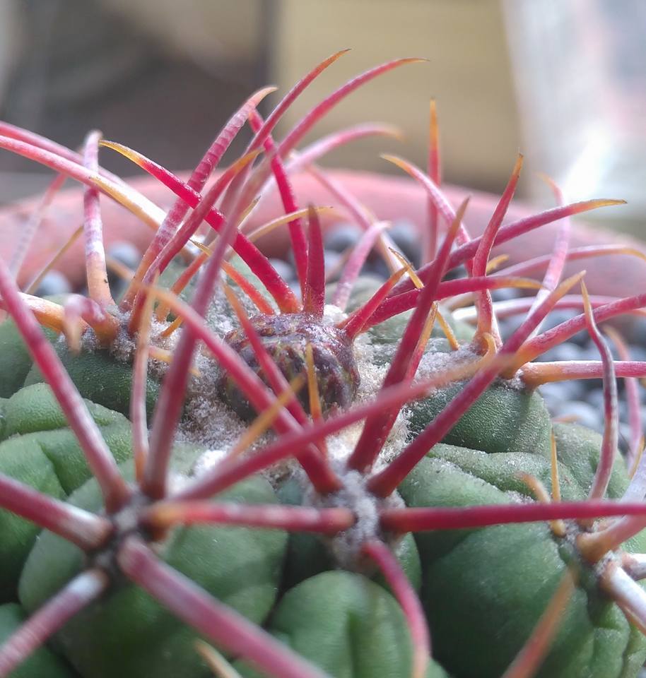 Thelocactus hexaedrophorus hexagonal tubercle detail Close-up of Thelocactus hexaedrophorus showing the near-hexagonal six-faced tubercle geometry that names the species, with short ochre-to-reddish radial spines and the glaucous blue-grey waxy bloom on the epidermis surface.