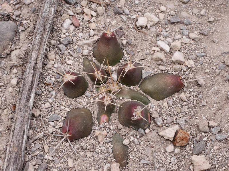 Thelocactus hexaedrophorus
