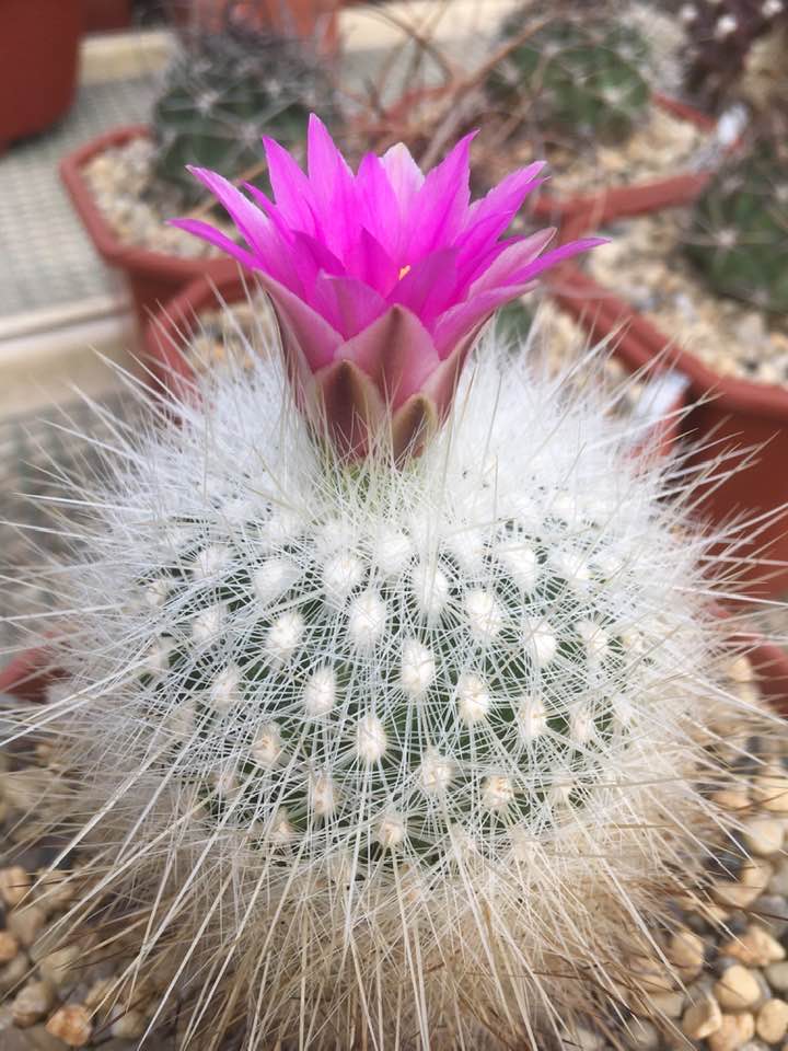Thelocactus macdowellii magenta funnel flower Thelocactus macdowellii open flower showing the funnel-shaped magenta-to-rose-red tepals, 40 to 80 mm across, emerging from the depressed woolly apex of the globe-shaped spiny body in February or March.
