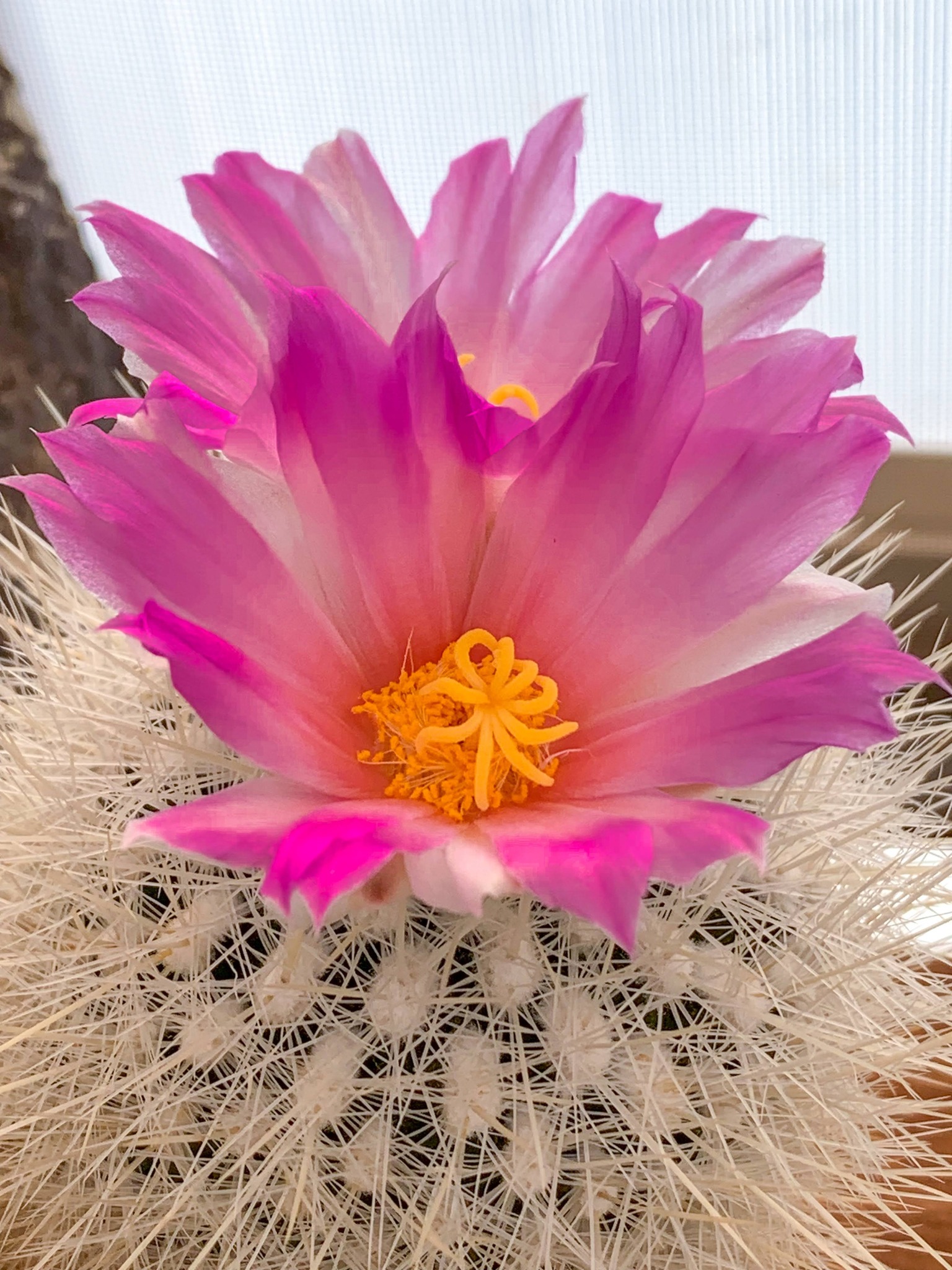Thelocactus macdowellii white spine areole detail Close-up of Thelocactus macdowellii areoles showing 15 to 25 white acicular radial spines and 2 to 4 white-to-straw central spines per areole, with the woolly white areole centre visible, producing the dense near-complete body concealment that earns the snowball common name.