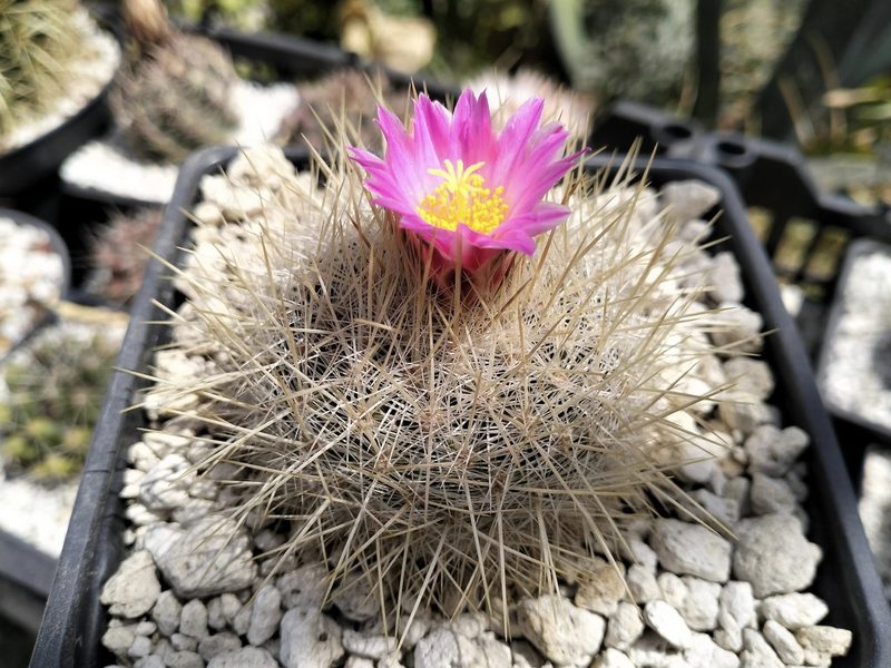 Thelocactus macdowellii