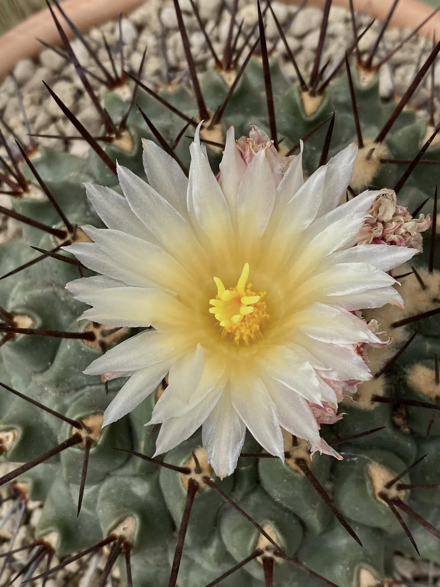 Thelocactus rinconensis pale funnel flower Thelocactus rinconensis open flower from the plant apex showing the pale white to pale pink or pale yellowish funnel form, 30 to 50 mm wide, with the pinkish inner flush toward the centre; spring bloom, notably paler than the vivid magenta of Thelocactus bicolor.