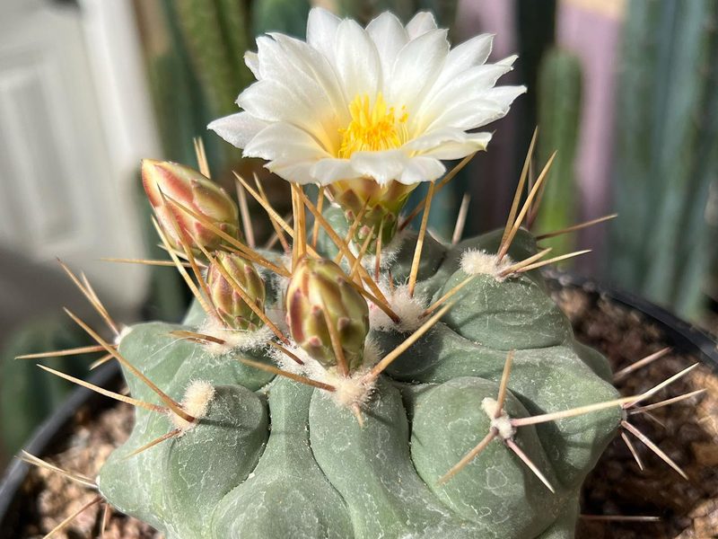 Thelocactus rinconensis