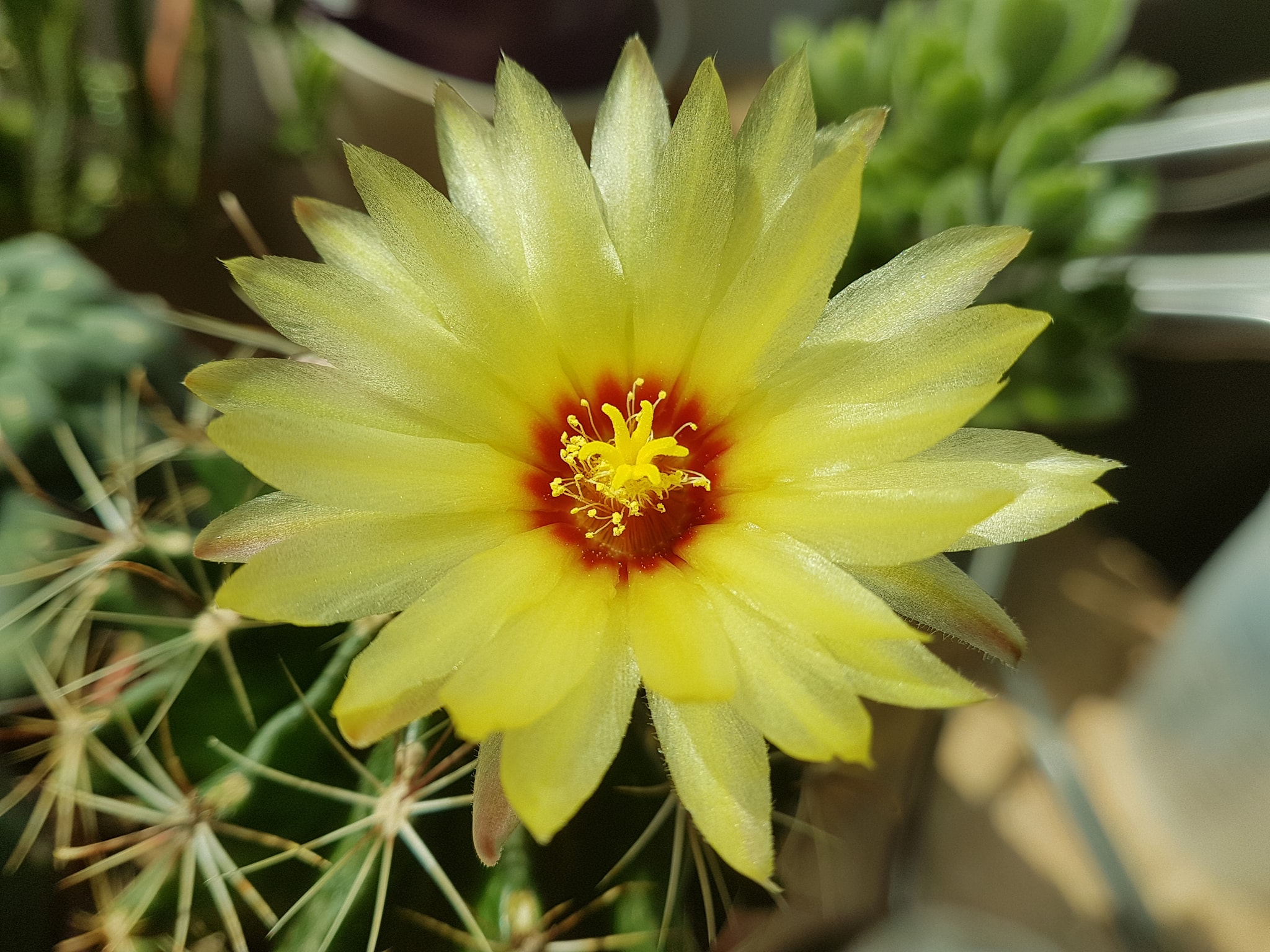 Thelocactus setispinus yellow flower with red throat Thelocactus setispinus open flower showing the bright clean yellow funnel form with a deep red to orange-red throat and the prominent staminal boss at the flower centre; 5 to 7 cm diameter; fragrant and self-fertile.