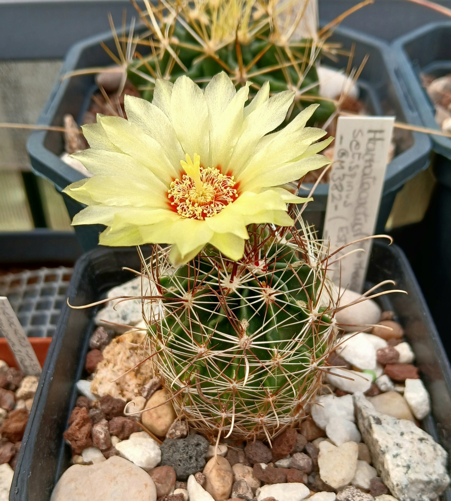 Thelocactus setispinus mature specimen with yellow flower Mature Thelocactus setispinus specimen showing the smooth wavy ribs and the prominently hooked lower central spine, with a bright yellow funnel flower with a deep red throat open from the crown.