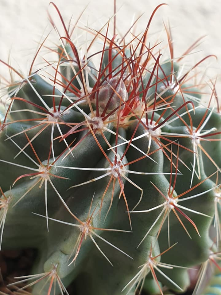 Thelocactus setispinus hooked central spine detail Close-up of a Thelocactus setispinus areole showing the prominently hooked lower central spine, the diagnostic character that separates this species from every other Thelocactus, with 12 to 15 fine radial spines radiating around the central.