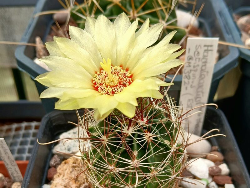 Thelocactus setispinus