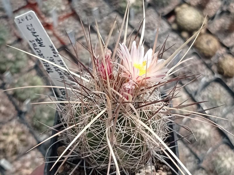 Thelocactus tepelmemensis