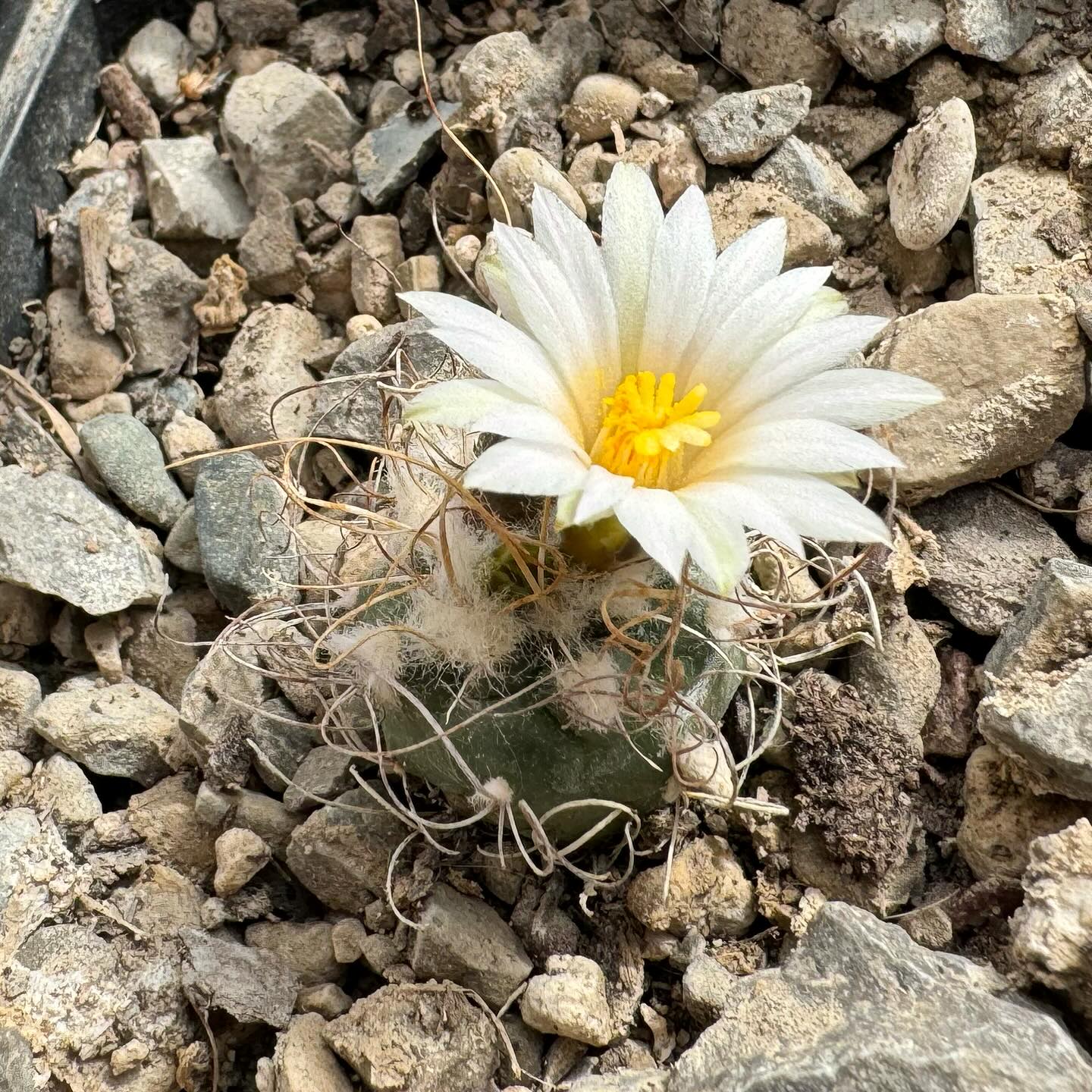 Turbinicarpus pseudomacrochele in flower Turbinicarpus pseudomacrochele in flower showing a pale pink funnelform bloom with a darker rose mid-stripe on each petal, emerging from the white woolly crown apex.