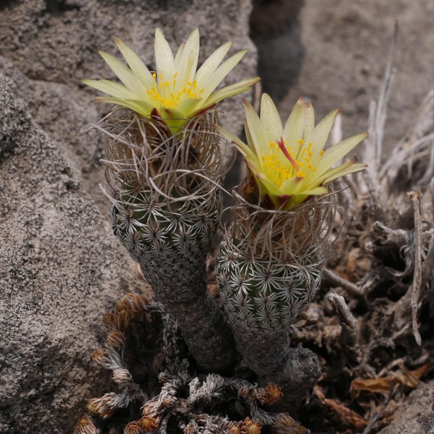 Turbinicarpus pseudomacrochele in limestone crevice habitat Turbinicarpus pseudomacrochele in limestone crevice habitat in the Barranca de Metztitlan Biosphere Reserve, Hidalgo, showing the plant nestled between calcareous rocks.