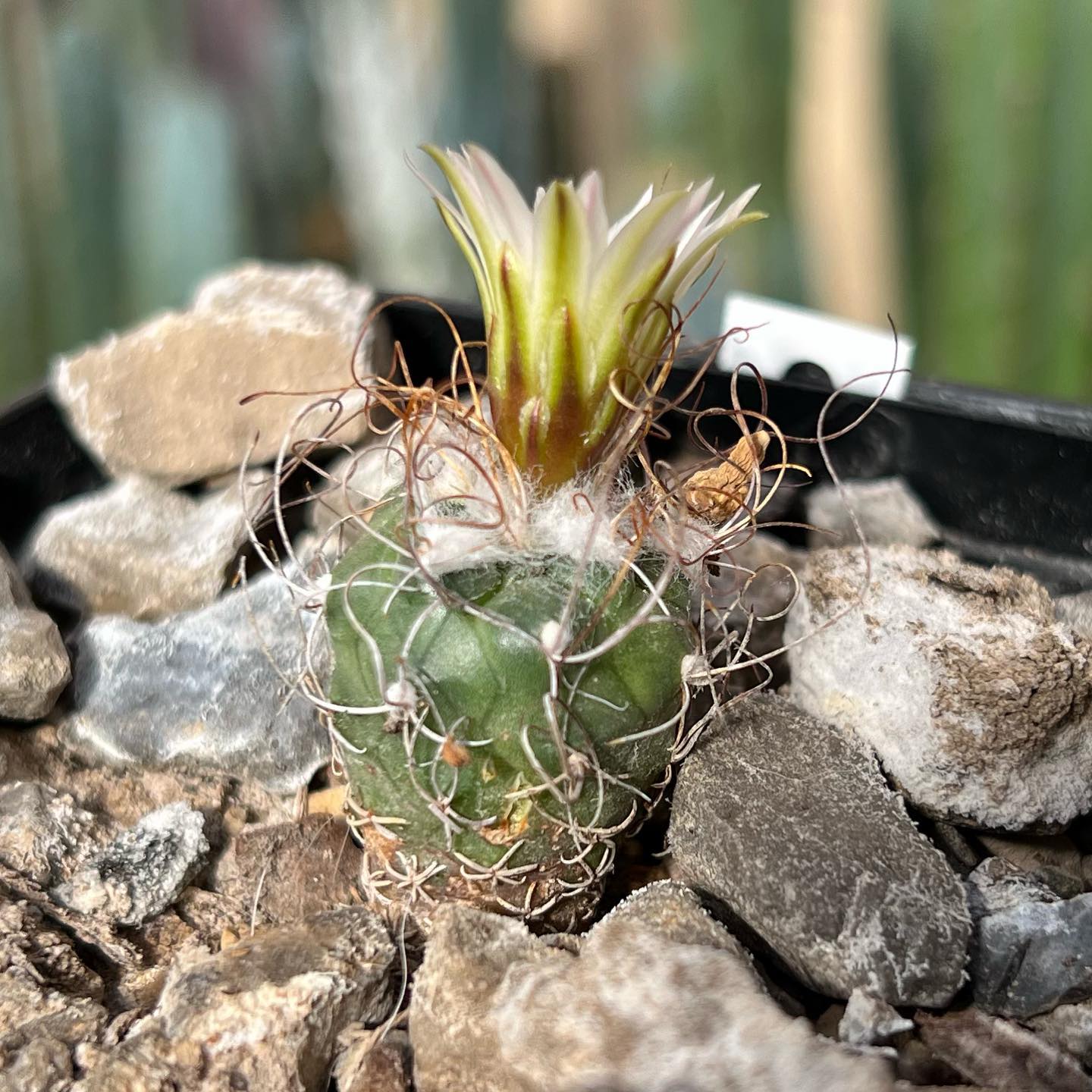 Turbinicarpus schmiedickeanus subsp. macrochele showing a stockier globose body with 1 to 4 curved papery spines per areole.