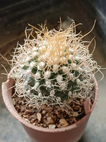 Turbinicarpus pseudomacrochele showing a small globose pale-green body with 6 to 8 long twisted papery yellowish-grey spines per areole.