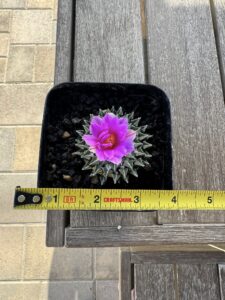 Ariocarpus kotschoubeyanus var. macdowellii
