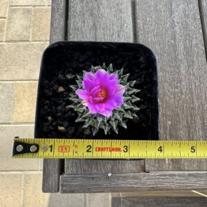 Ariocarpus kotschoubeyanus var macdowellii seed grown specimen from above