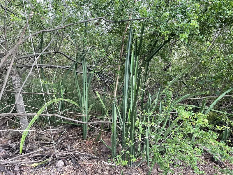 Acanthocereus tetragonus (Fairy Castle)