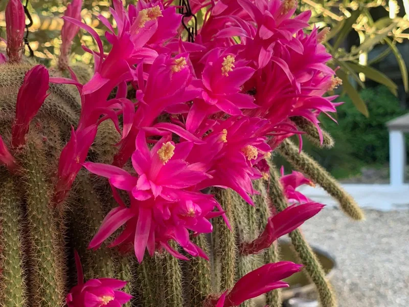 Aporocactus flagelliformis