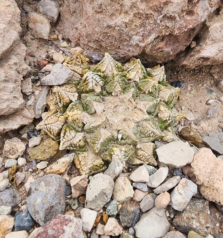 Ariocarpus Care: The Collector’s Guide to Living Rocks