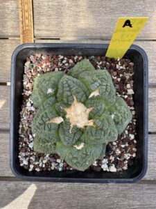 Ariocarpus fissuratus 'Godzilla' (Specimen A)