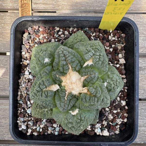 Ariocarpus fissuratus Godzilla seed grown specimen viewed from above