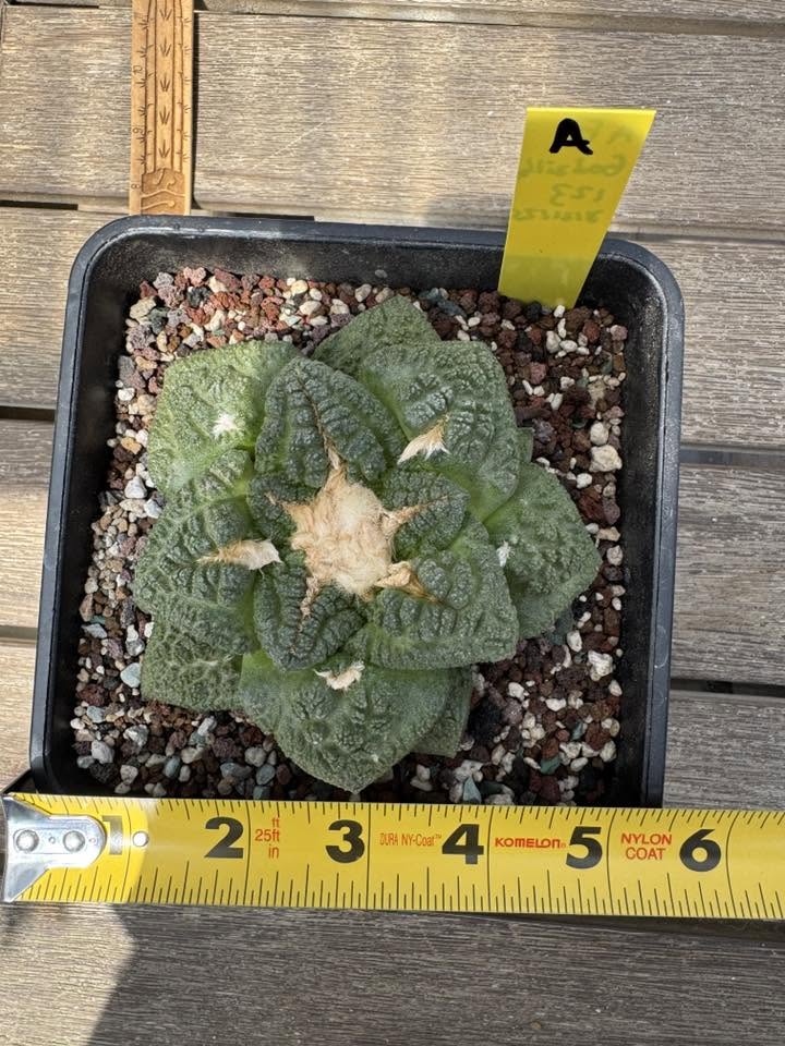 Ariocarpus fissuratus 'Godzilla' shown beside a ruler for scale