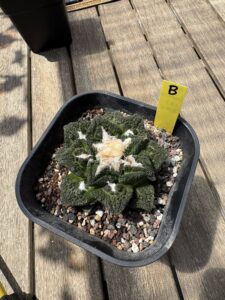Ariocarpus fissuratus 'Godzilla' (Specimen B)