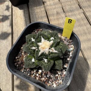 Ariocarpus fissuratus Godzilla seed grown living rock specimen B from above