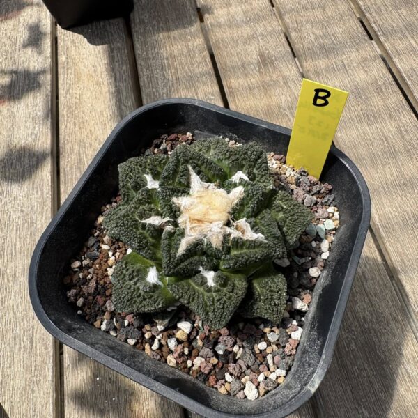 Ariocarpus fissuratus Godzilla seed grown living rock specimen B from above