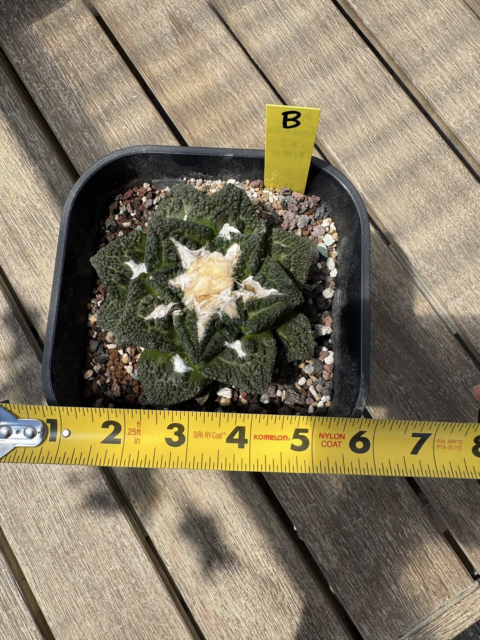 Ariocarpus fissuratus 'Godzilla' shown beside a ruler for scale