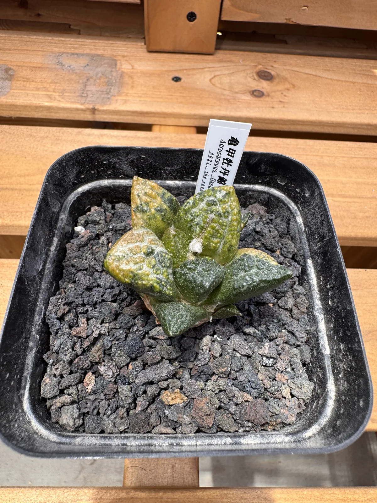 Ariocarpus fissuratus godzilla variegated seed grown specimen at an angle showing fissured tubercles