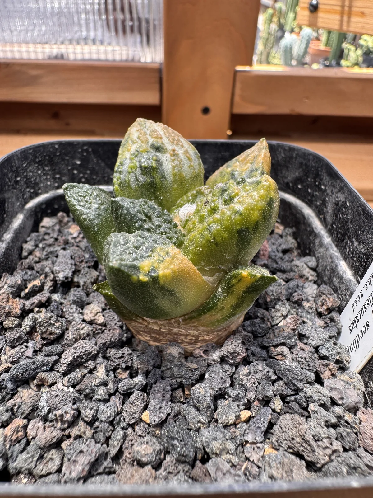 Ariocarpus fissuratus godzilla variegated seed grown specimen tubercle and fissure detail