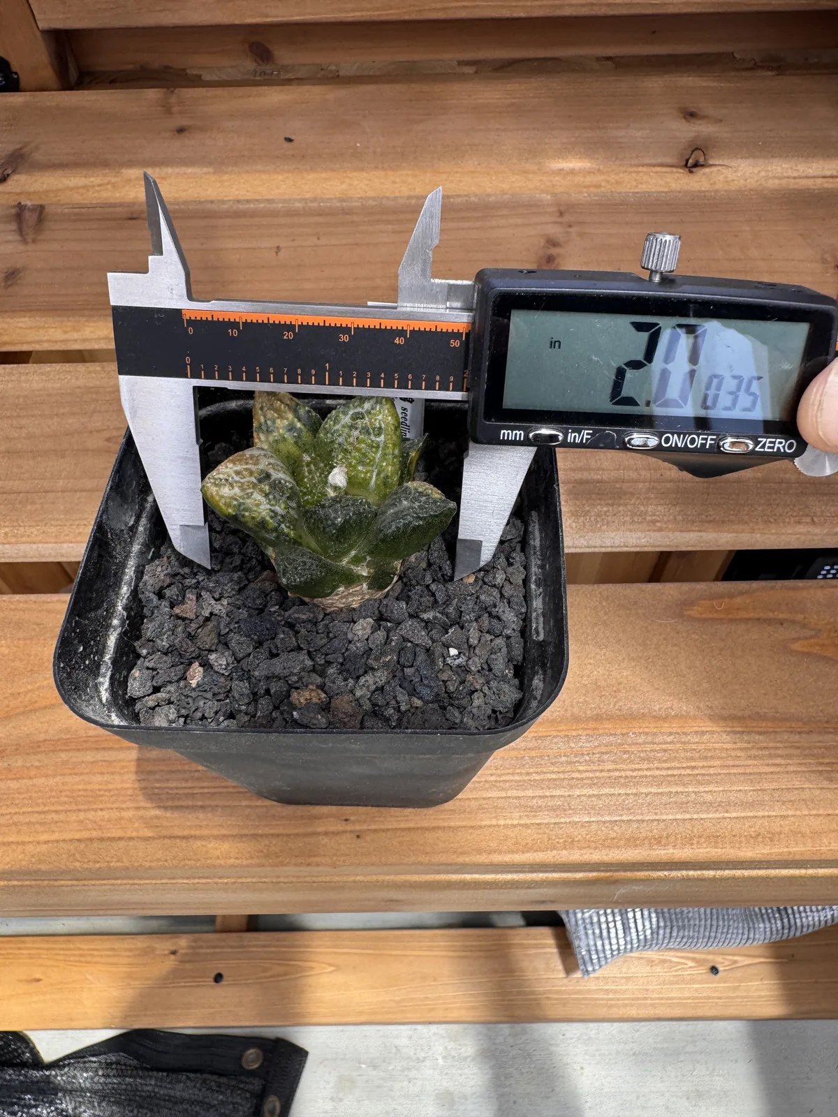 Ariocarpus fissuratus godzilla variegated seed grown specimen measured with a caliper